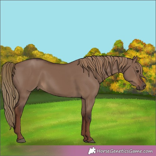 Horse Color:Liver Red Dun 