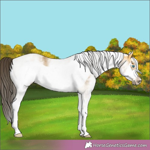 Horse Color:White Spotted Buckskin Frame 