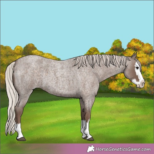 Horse Color:Silver Blue Roan Splash 