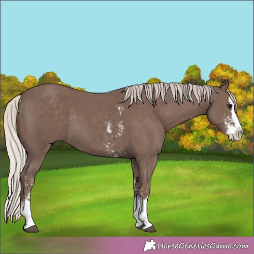 Horse Color:Silver Black Sabino Splash