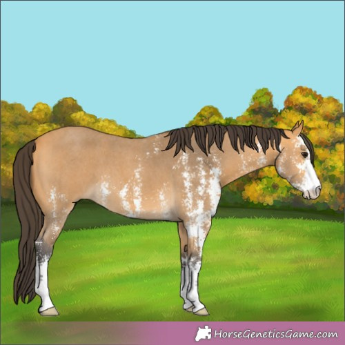 Horse Color:Buckskin Sabino 