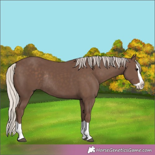 Horse Color:Silver Black Splash Rabicano