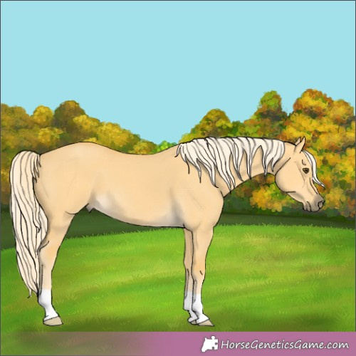 Horse Color:Palomino Dun 