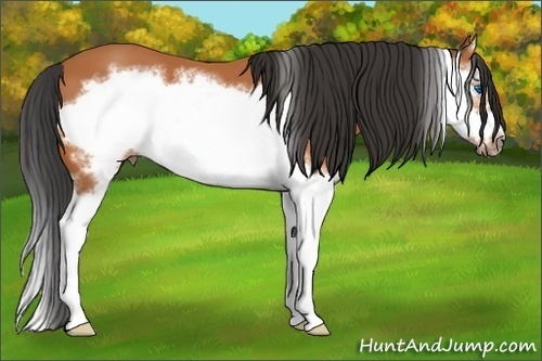 Horse Color:Bay Splash Frame