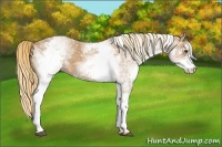 Horse Color:White Spotted Chestnut 