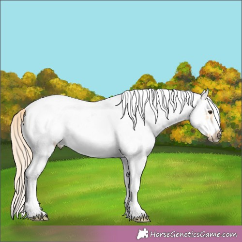 Horse Color:White Spotted Red Dun Splash Frame 