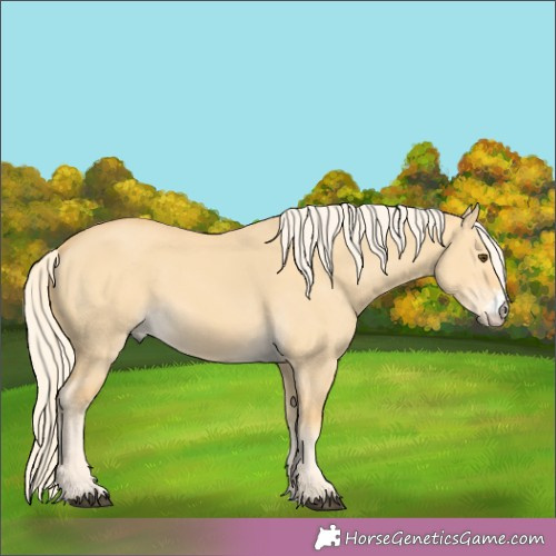 Horse Color:Palomino Dun Sabino Rabicano 