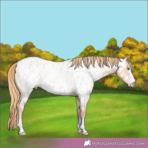 Horse Color:Gold Champagne Dun Appaloosa Rabicano 