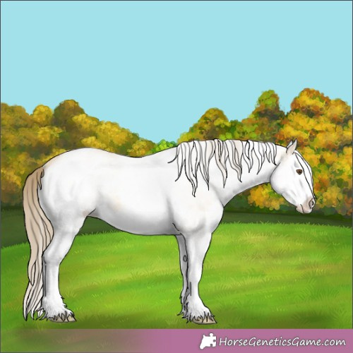 Horse Color:White Spotted Buckskin Roan Dun Splash Appaloosa