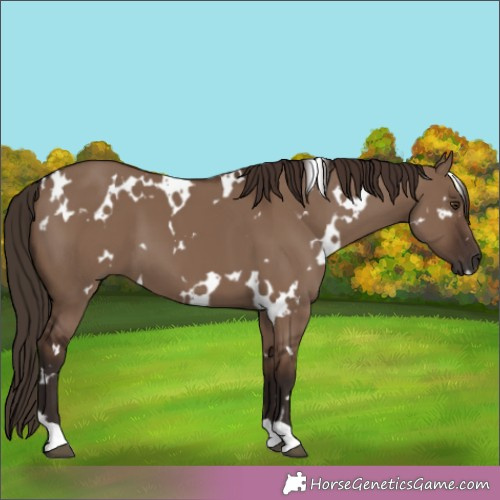 Horse Color:White Spotted Liver Red Dun 