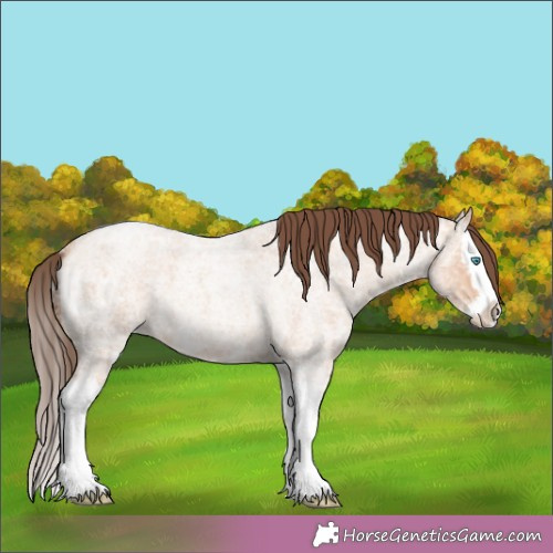 Horse Color:Amber Champagne Ice Roan Splash Appaloosa 