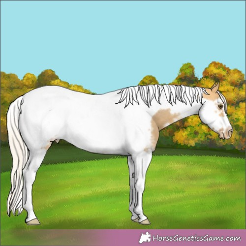 Horse Color:Silver Buckskin Dun Sabino Tobiano Frame Appaloosa 
