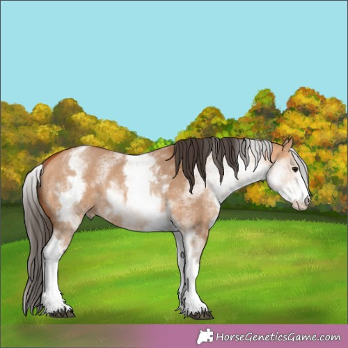 Horse Color:White Spotted Bay Dun Rabicano 