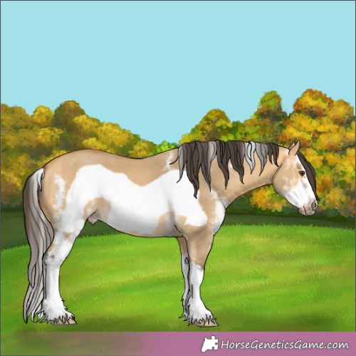 Horse Color:Buckskin Dun Sabino Frame 