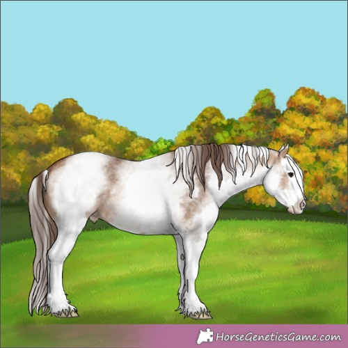 Horse Color:White Spotted Brown Dun Splash Appaloosa 