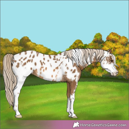 Horse Color:Chocolate Palomino Sabino Appaloosa 