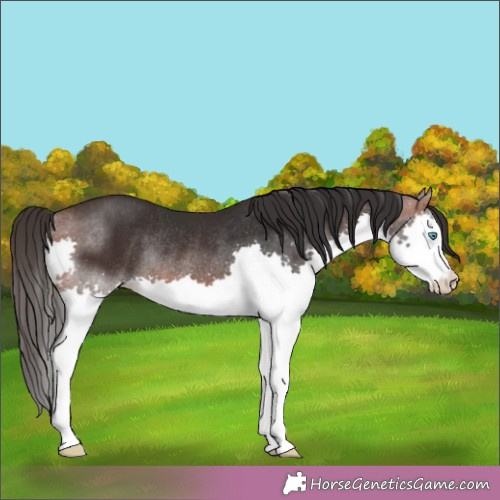 Horse Color:Brown Splash Rabicano 