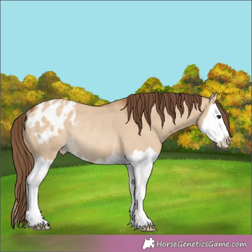 Horse Color:Bay Dun Splash Appaloosa Rabicano