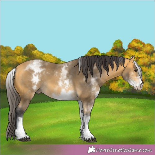 Horse Color:White Spotted Buckskin 