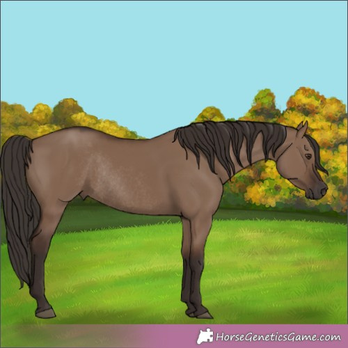 Horse Color:Liver Red Dun Rabicano 