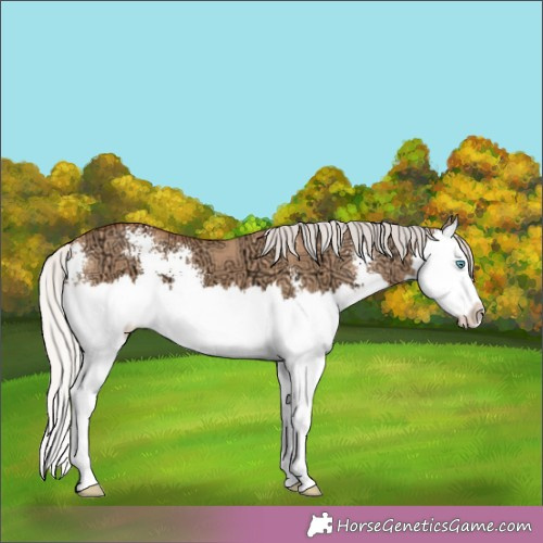 Horse Color:Silver Bay Ice Dun Sabino Splash 