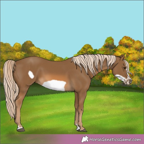 Horse Color:Chocolate Palomino Frame 