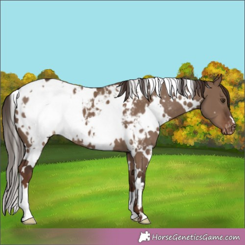 Horse Color:White Spotted Liver Red Dun Appaloosa 