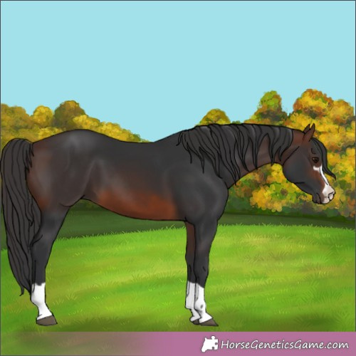 Horse Color:Brown Rabicano 