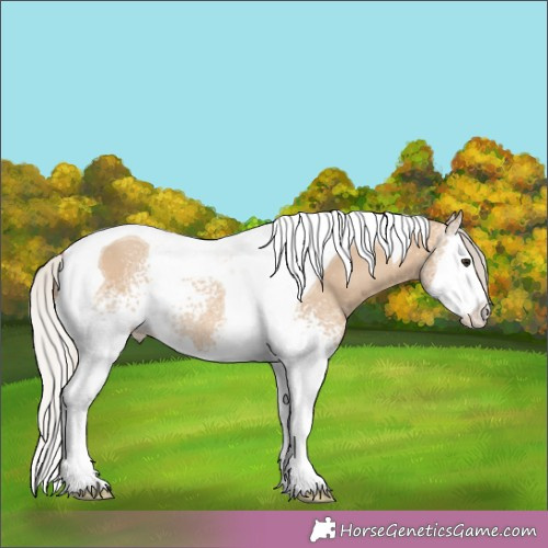 Horse Color:White Spotted Silver Bay Dun Splash Tobiano Rabicano 