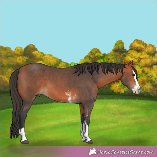 Horse Color:Bay Sabino Splash 