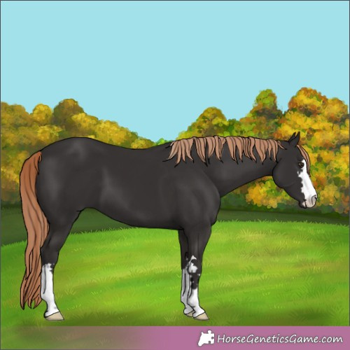 Horse Color:Liver Chestnut 