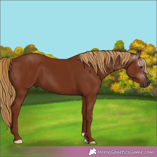 Horse Color:Gray Chestnut 