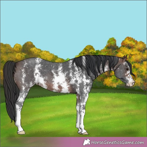 Horse Color:Brown Sabino 