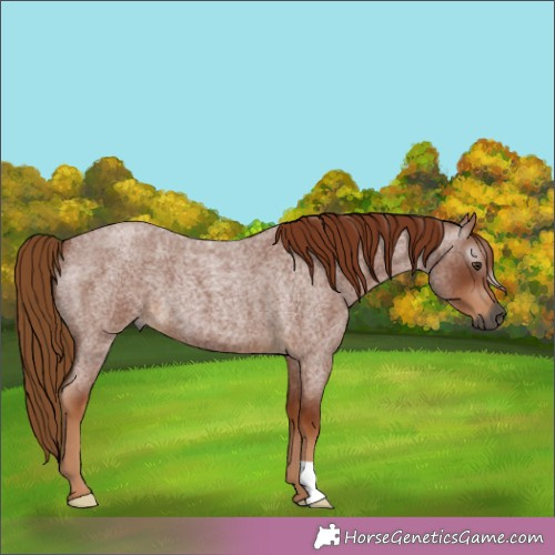 Horse Color:Gray Red Roan