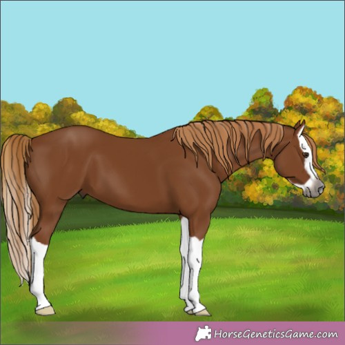 Horse Color:Gray Chestnut Splash 