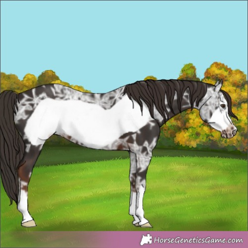Horse Color:Liver Chestnut Ice Frame 