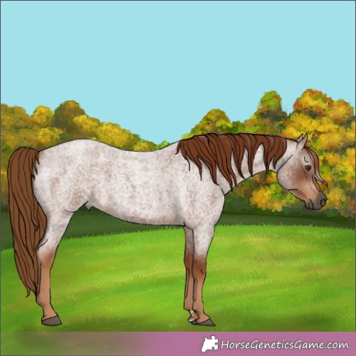 Horse Color:Gray Red Roan