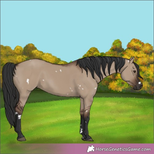 Horse Color:White Spotted Liver Red Dun 