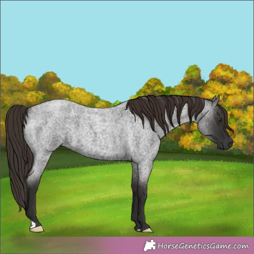 Horse Color:Liver Red Roan