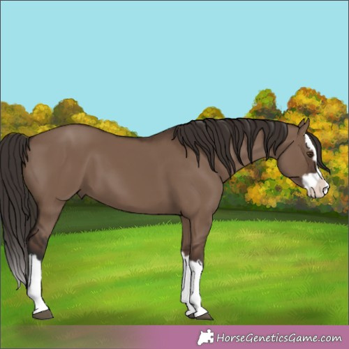 Horse Color:Liver Red Dun Splash 