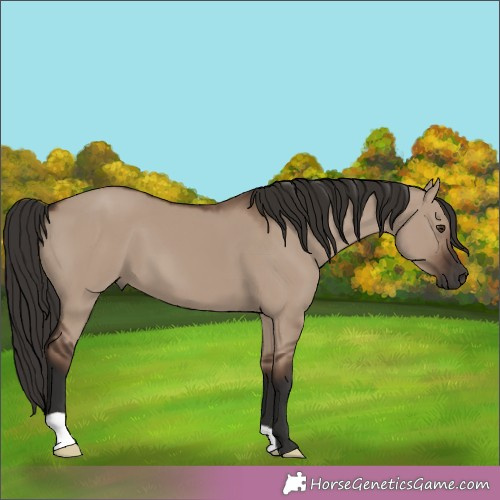 Horse Color:Liver Red Dun 
