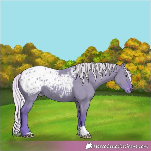 Horse Color:Watercolor Silver Grullo Appaloosa 