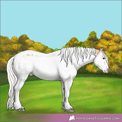 Horse Color:Silver Bay Dun Splash Tobiano Appaloosa Rabicano 