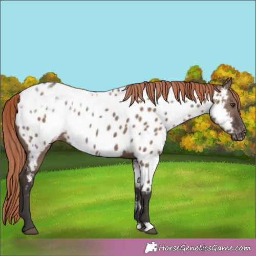 Horse Color:Liver Red Dun Ice Appaloosa 