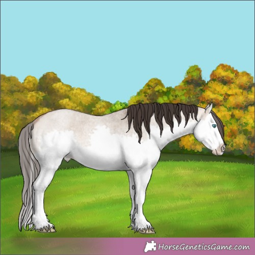Horse Color:White Spotted Bay Roan Dun Splash 
