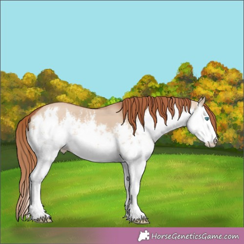 Horse Color:White Spotted Red Dun Splash 