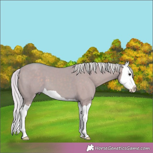 Horse Color:Watercolor Silver Grullo Splash 