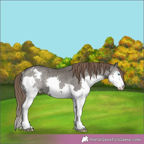 Horse Color:Grullo Splash Appaloosa Rabicano