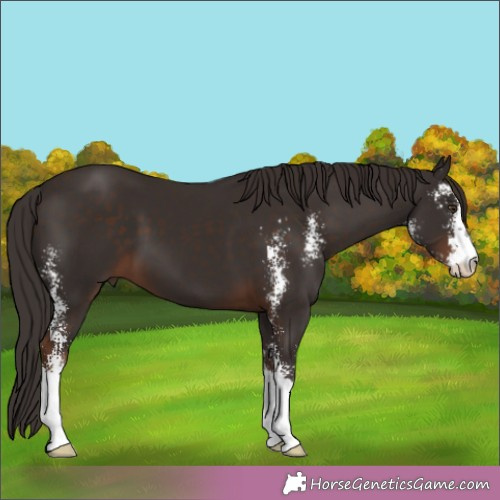 Horse Color:Liver Chestnut Sabino