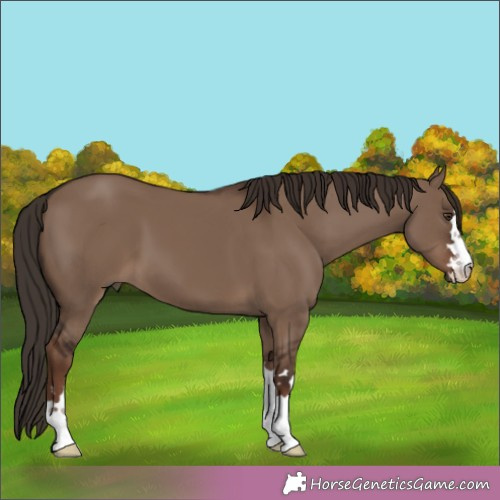 Horse Color:Liver Red Dun 